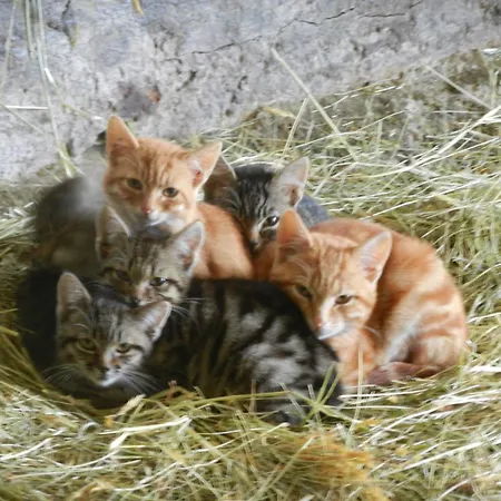 Mayrhofer * Hofkirchen im Mühlkreis