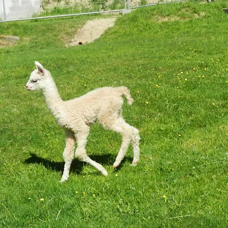 Mayrhofer * Hofkirchen im Mühlkreis