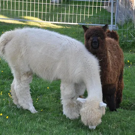 Mayrhofer Apartmán *