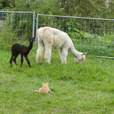 Apartament Mayrhofer *