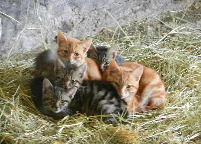 Mayrhofer * Hofkirchen im Mühlkreis