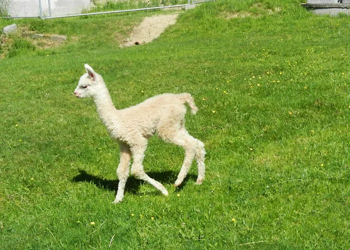 Mayrhofer * Hofkirchen im Mühlkreis